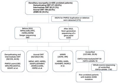 Clinical and Genetic Features of Biallelic Mutations in SORD in a Series of Chinese Patients With Charcot-Marie-Tooth and Distal Hereditary Motor Neuropathy